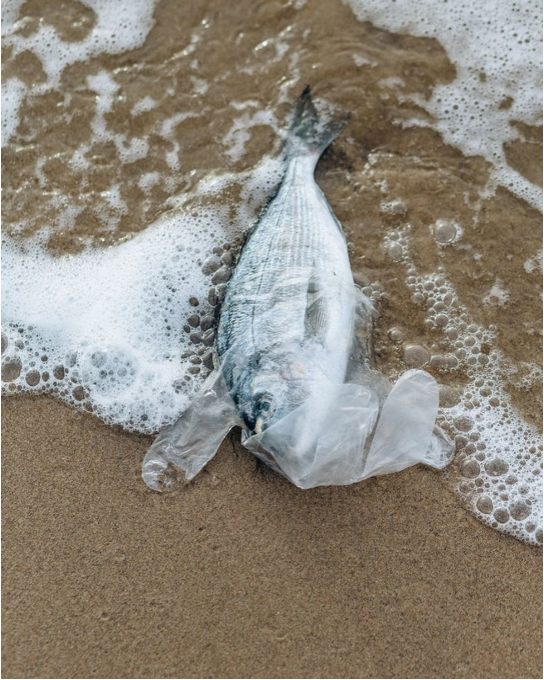 More plastic in ocean than fishes by 2050